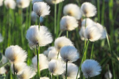 Flowers of the polar tundra. Cotton grass The landscape of the tundra. Flowering of polar vegetation in summer clipart
