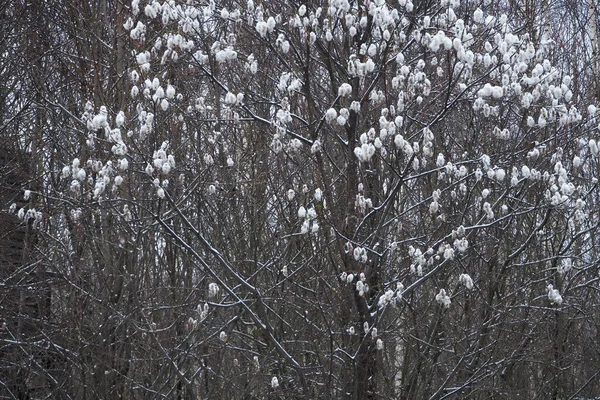 Sfondo Naturale Invernale Alberi Coperti Neve Linee Colorate Abbagliamento Dai — Foto Stock