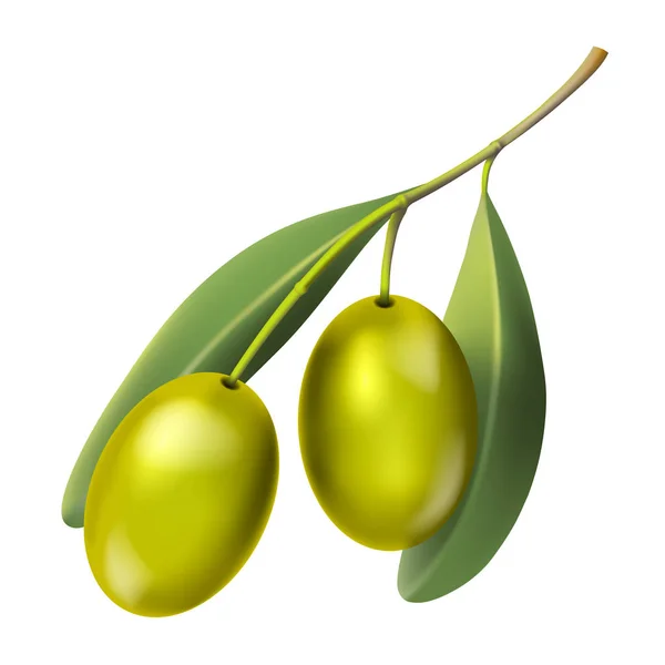 Olivenzweig Mit Grünen Beeren Isoliert Auf Weißem Hintergrund Illustrationsvektor — Stockvektor