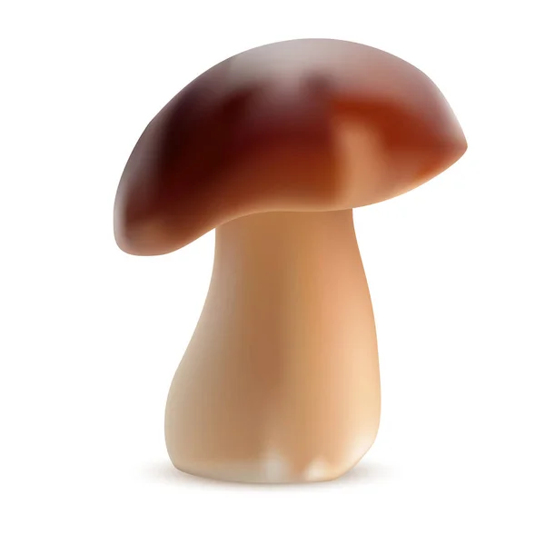 Boletus Geïsoleerd Witte Achtergrond — Stockvector