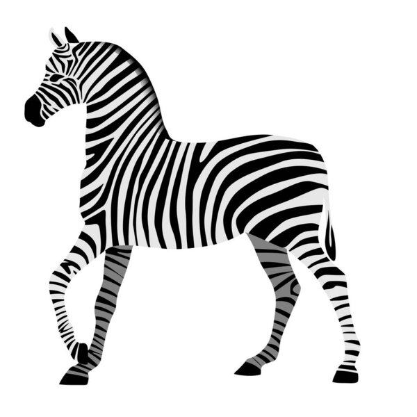 Zebra drawing in black and white stripes isolated on white.