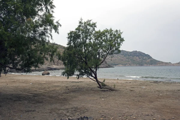 View Untouched Beach Trees Bodrum Turkey — Stock Photo, Image