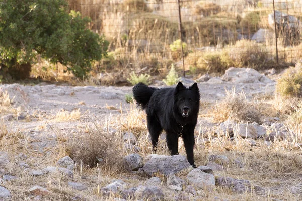A black guard dog in the farm in the island of Patmos, Greece