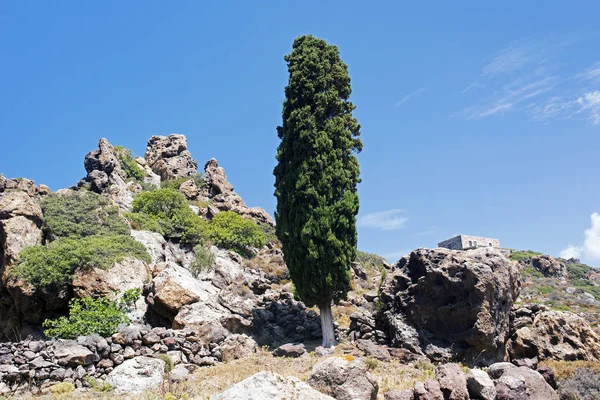 Güzel bir kayalık manzara ve Patmos, Yunanistan adada bir ağaç görünümü