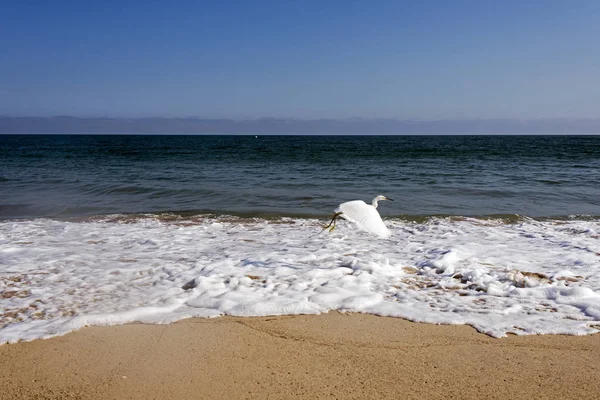 Eine Fliegende Möwe Über Den Wellen Meer Malibu Los Angeles — Stockfoto