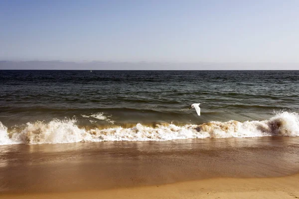 Вид Пляж Малибу Птичий Аист Летящий Над Океаном Калифорнии — стоковое фото