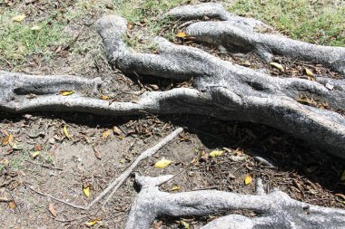 Eski büyük ağaç görünümünü kökleri, arka planlar için kullanılan yaprakları veya soyut dokular