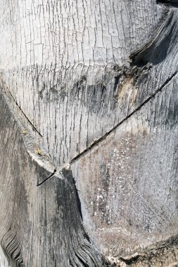 Arka plan veya duvar kağıtları için eski bir ağaç görünümünü yakından