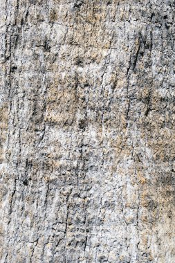 Arka plan veya duvar kağıtları için eski bir ağaç görünümünü yakından