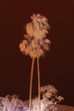 Kaliforniya'da bir palmiye ağacının bir renkli negatif fotoğraf