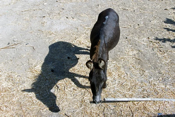 Donkeys Farm Patmos Greece — Stock Photo, Image