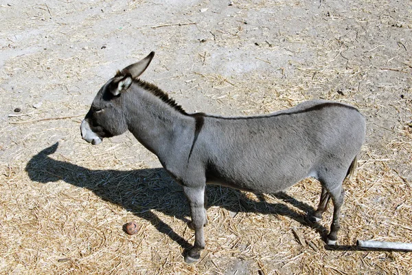 Ânes Dans Une Ferme Patmos Grèce — Photo