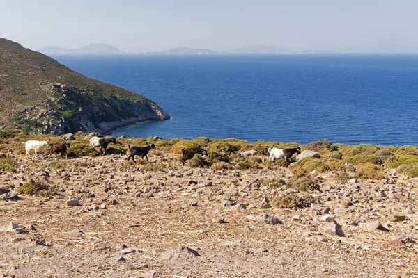 Ziegen Den Felsen Patmos Griechenland lizenzfreie Stockbilder