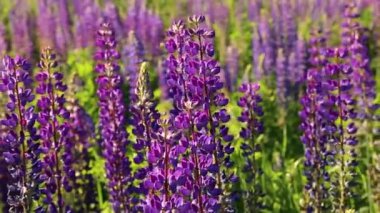 Lupinus, lupin, mor ve mavi çiçekli lupin tarlası. Bir grup lupin yaz çiçeği arkaplanı