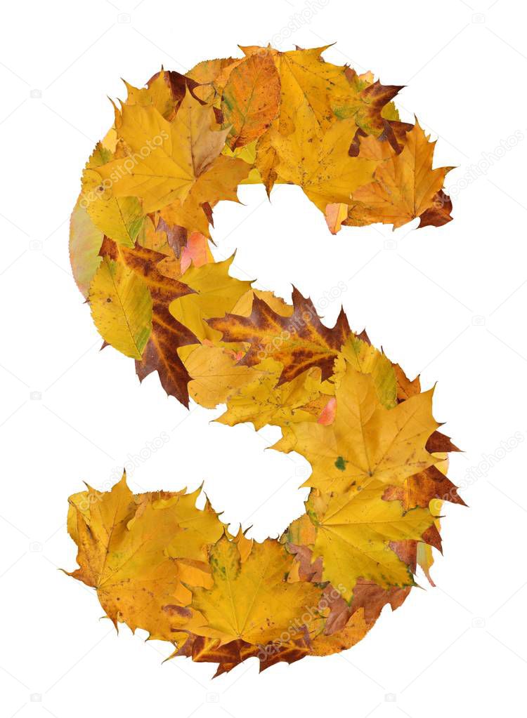 letter from autumn leaves isolated on white