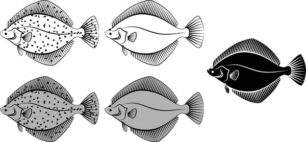 Flounder Clip Art Illustration - Stok Vektor