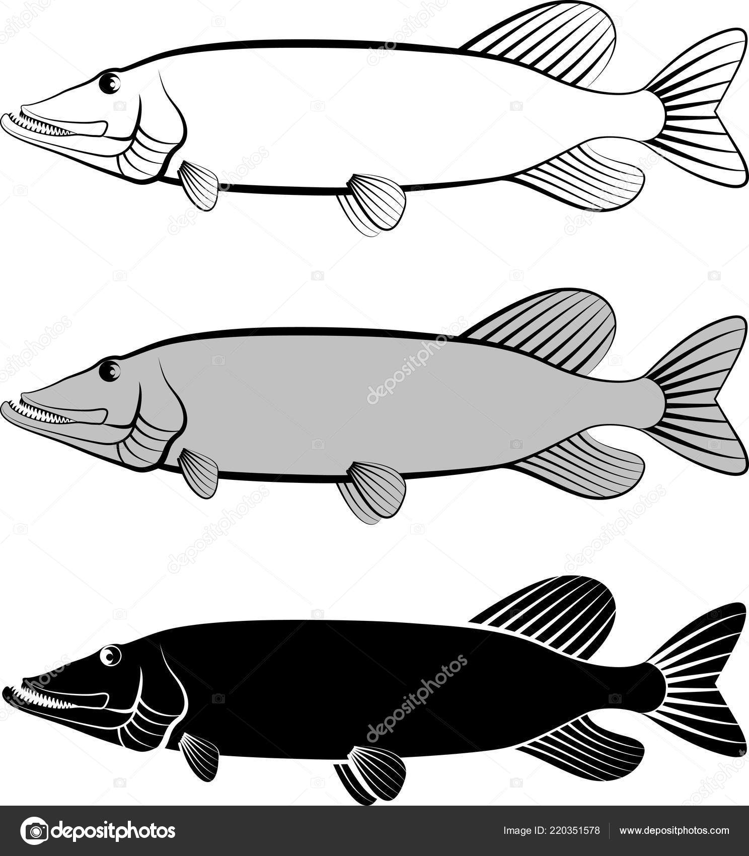 Pike Fish Clip Art Illustration Stock Vector by ©mtmmarek 220351578