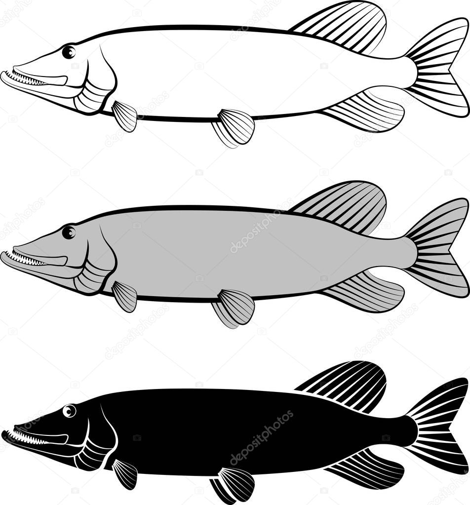 Pike fish - clip art illustration