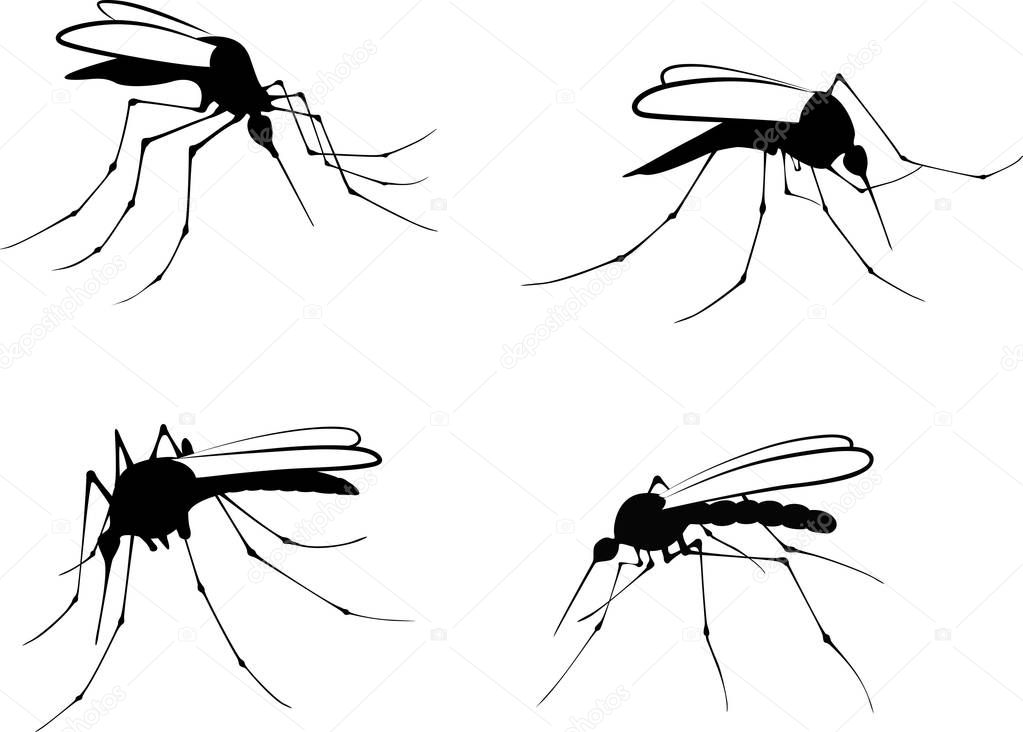 Silhouettes mosquito - vector illustration