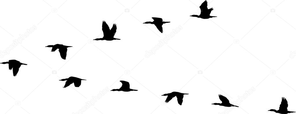 flight formation of birds