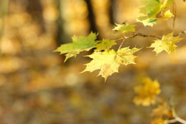 arka plan bulanık sararmış sonbahar yaprakları