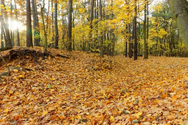 Gulnade Höstens Löv Skogen — Stockfoto