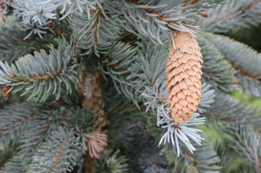 mavi ladin - Picea pungen konisi