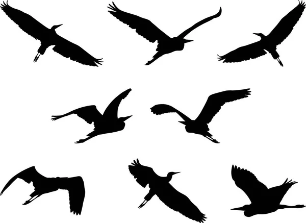 Garza Voladora Conjunto Siluetas Aves — Archivo Imágenes Vectoriales
