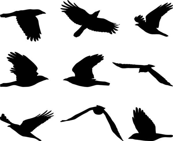 Corvo Voador Conjunto Silhuetas Pássaros — Vetor de Stock