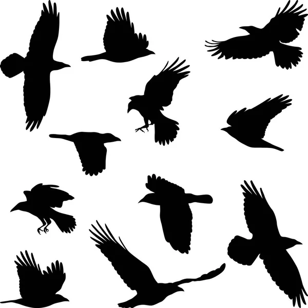 Cuervo. — Archivo Imágenes Vectoriales