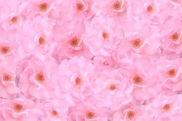 Roses — Stock Photo, Image