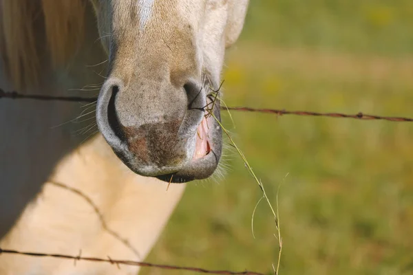 Paard Kauwen Gras Langs Hek Lijn — Stockfoto
