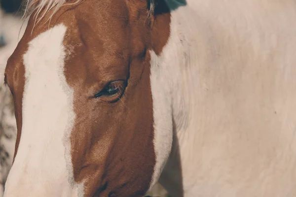 Horse Face Closeup Western Farm — Stock Photo, Image