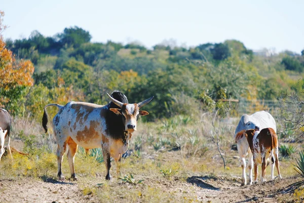 Vacas Exóticas Zebu Fazenda Rural — Fotografia de Stock