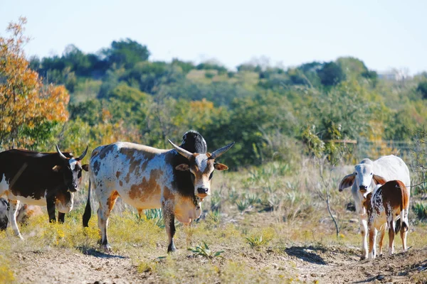 Zebu Cattle Family Farm Texas Looking Camera — Stock Photo, Image