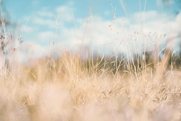 Peaceful nature scene with blue sky and dry tan grass for background image.