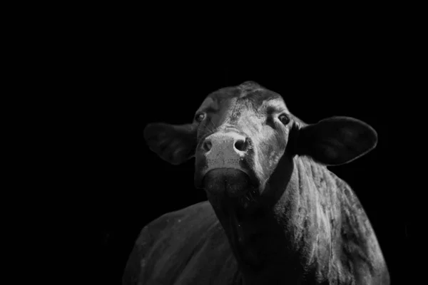 Siyah Beyaz Resim Çiftlik Inek Kopya Alanı Afiş Ile Tarım — Stok fotoğraf