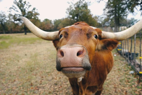 Vicces Texas Longhorn Tehén Nézi Kamera Közelről Ranch — Stock Fotó