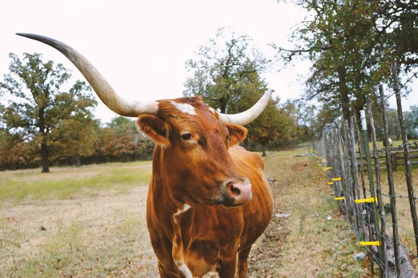 Barna Texas Longhorn Tehén Gyönyörű Ranch Mutatja Nagy Szarv Közelről — Stock Fotó