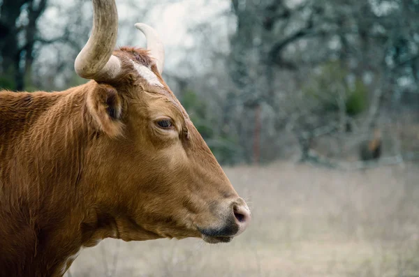 Szarvasmarha Mezőgazdasági Mutatja Texas Longhorn Üsző Tehén Szarva Profil Legelő — Stock Fotó