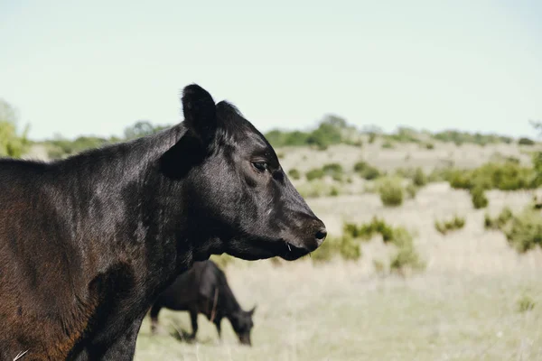Veau Angus Noir Dans Une Exploitation Bovine Pâturage — Photo
