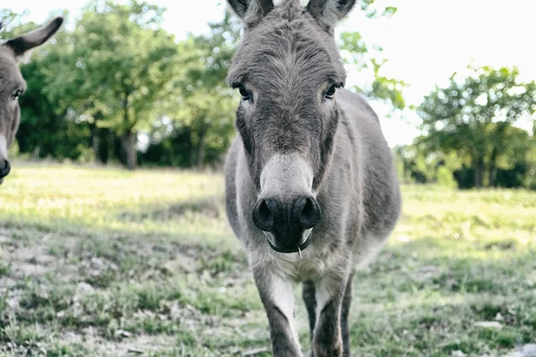 Mignon Mini Âne Sur Ferme Rurale Regardant Caméra Avec Paysage — Photo