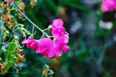 Tatlı bezelye çiçek çiçek