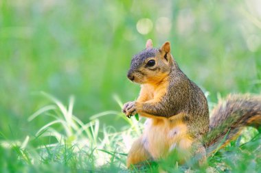 Çimenlerde sevimli sincap