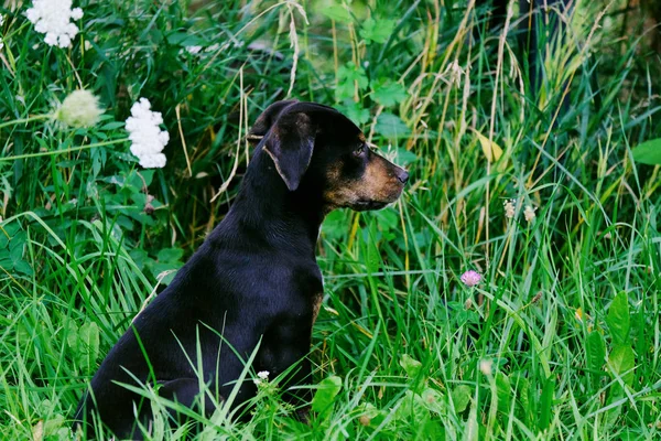 Profile of black puppy dog outdoors. — Stock Photo, Image