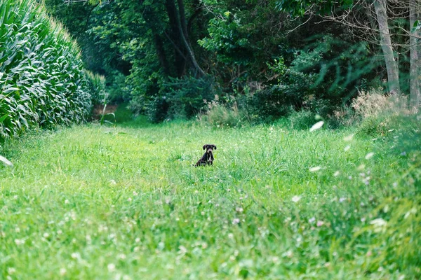 Cute puppy dog in distance. — Stock Photo, Image