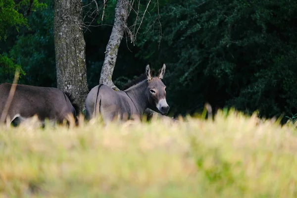 Mini donkeys in pasture — Stock Photo, Image