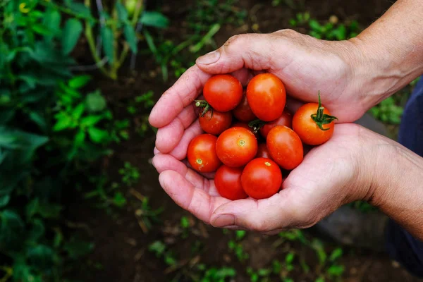 Mains tenant des tomates cerises — Photo