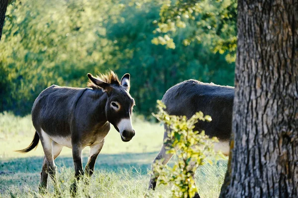 Två mini åsnor på gården — Stockfoto