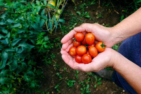 Tomates cerises cueillies — Photo